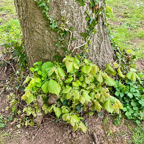 Linden tree