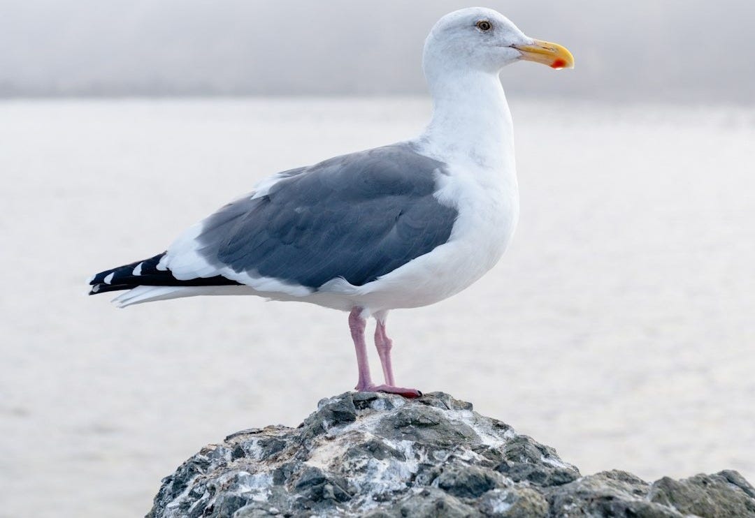 great black-backed gull facing sideways