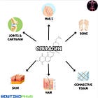 Supplement Spotlight Series #3: Collagen