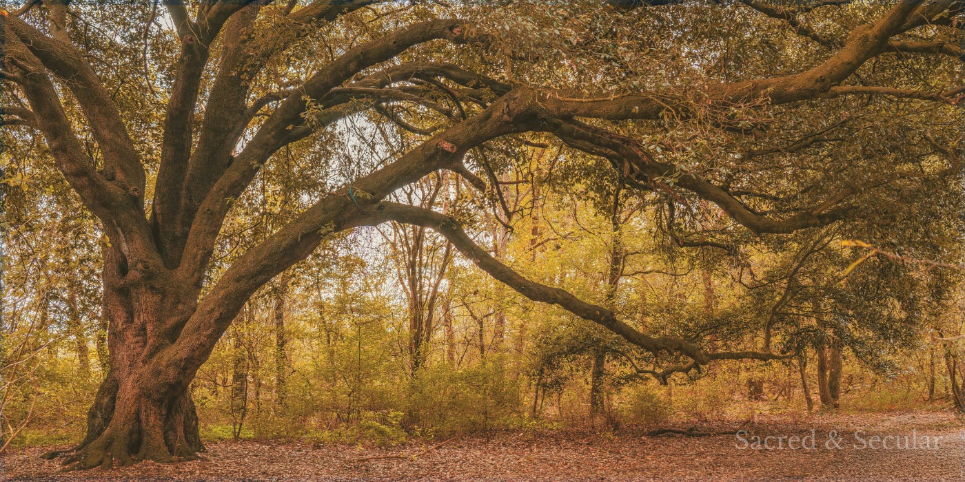 A large, ancient tree with broad, twisting branches stretching across a quiet woodland, bathed in soft golden light, symbolising endurance, growth and the timeless patterns woven through human life. A large, ancient tree with broad, twisting branches stretching across a quiet woodland, bathed in soft golden light, symbolising endurance, growth and the timeless patterns woven through human life.