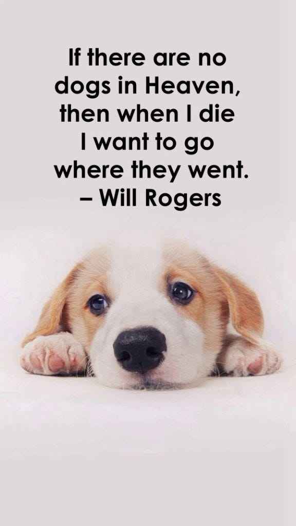 175 Dog Quotes On Dogs Love – Tiny Positive