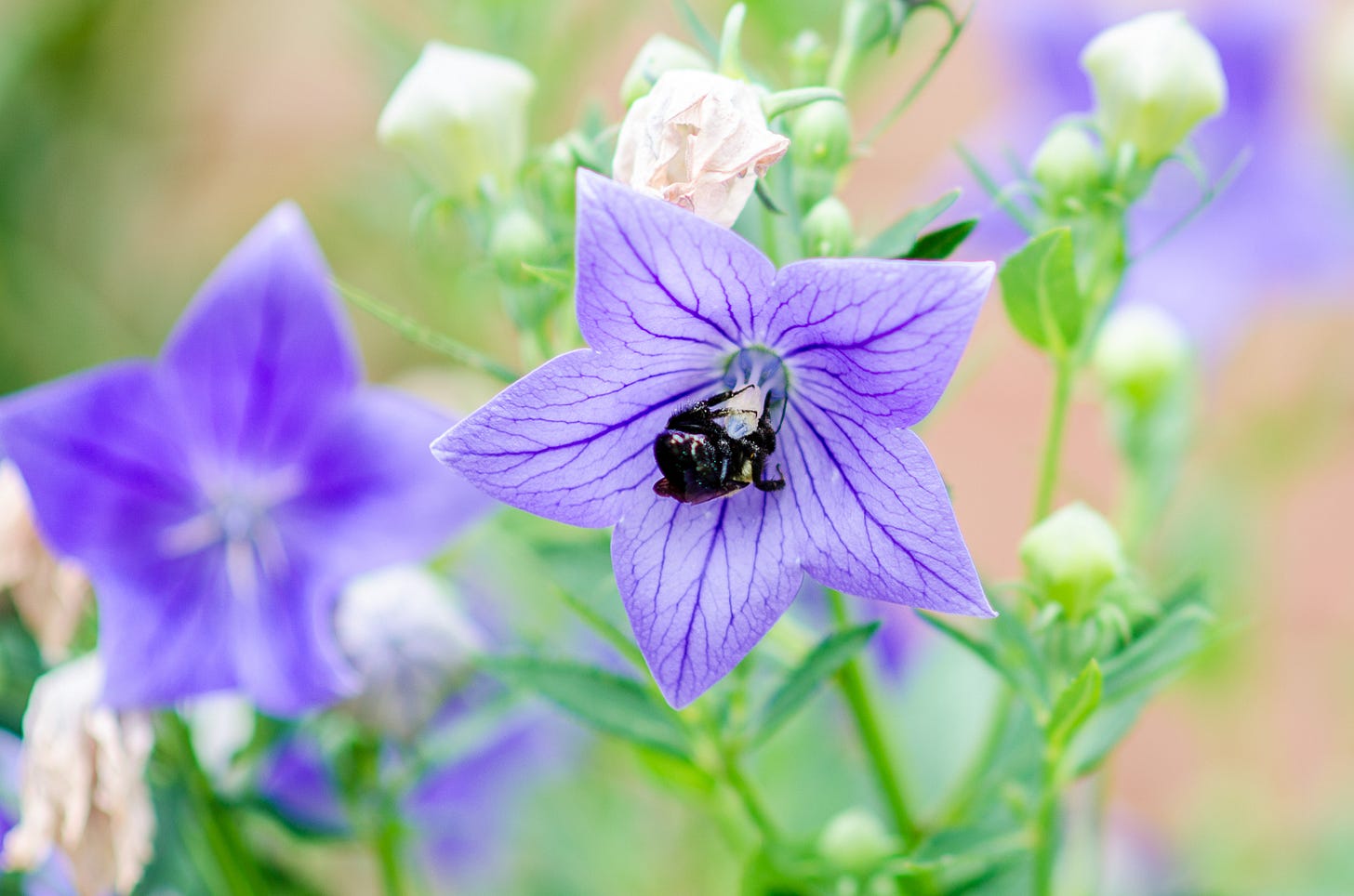 A bee inside a purple flower.