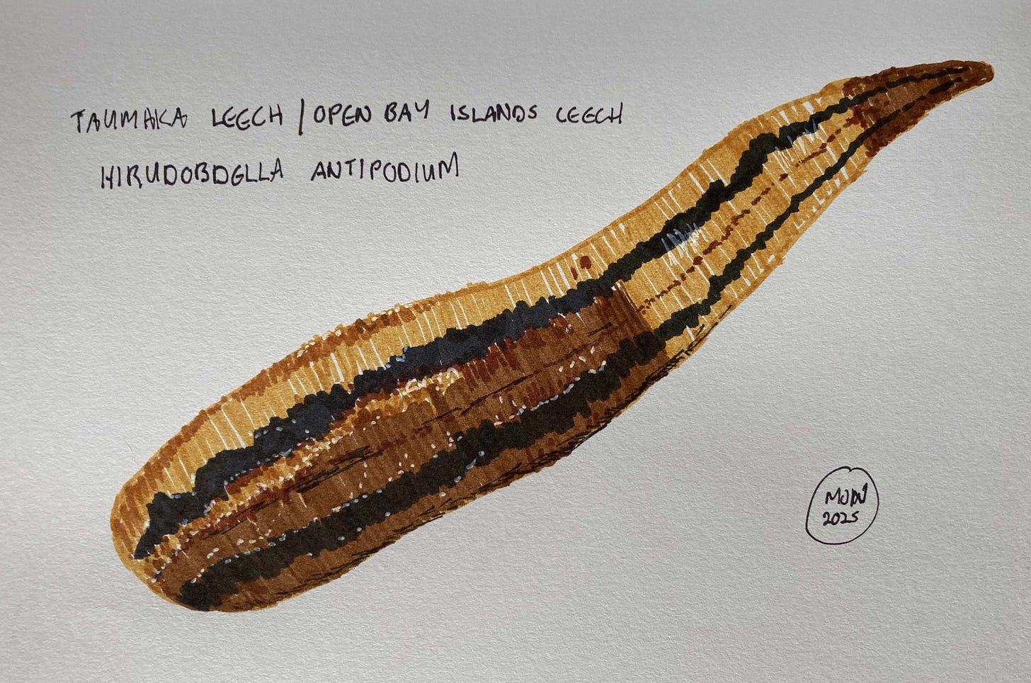 Leech with black and brown stripes Hirudobdella antopodum