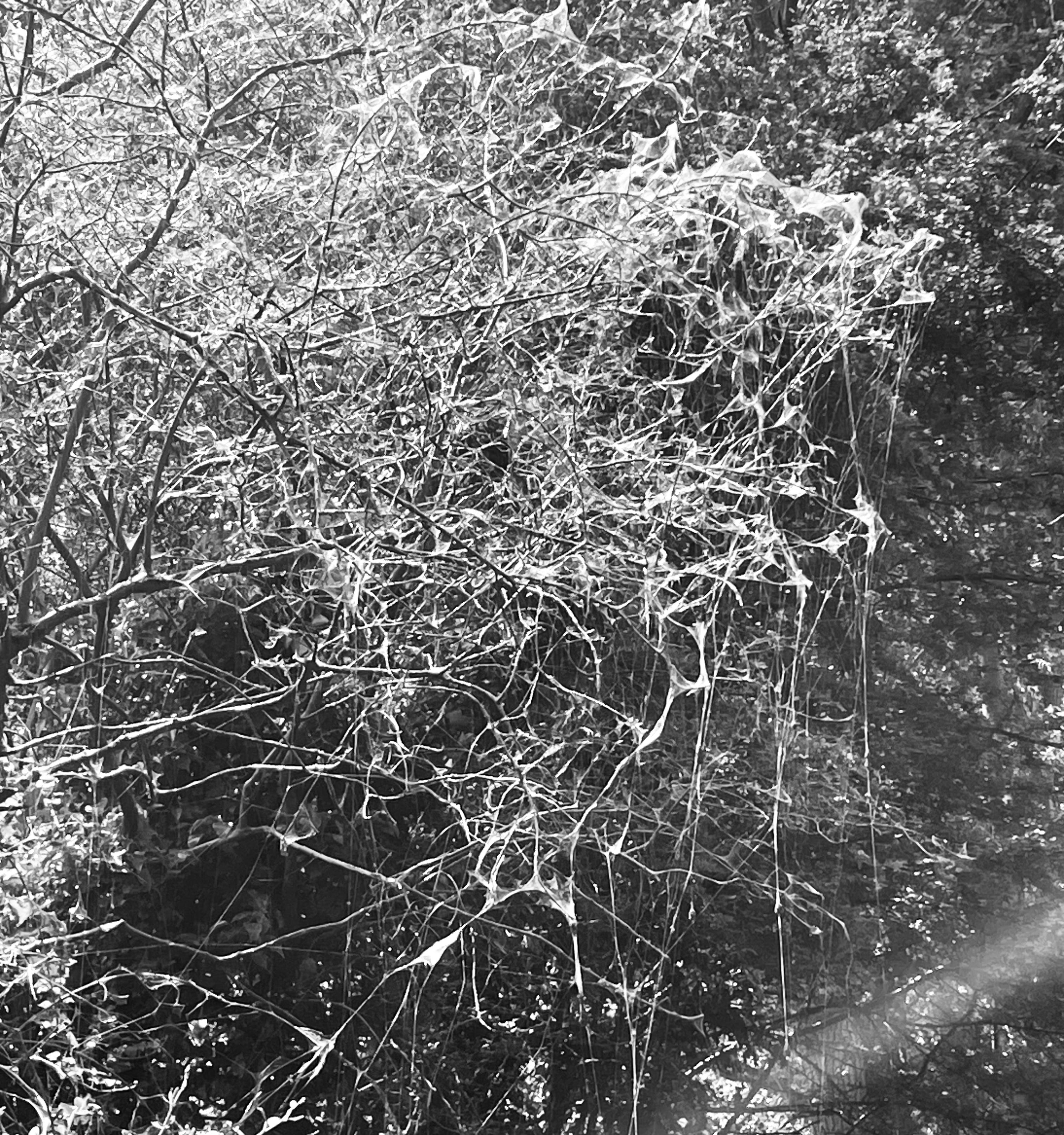 webbing on tree branches