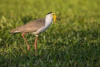 File:Masked lapwing (Vanellus miles miles) Darwin.jpg