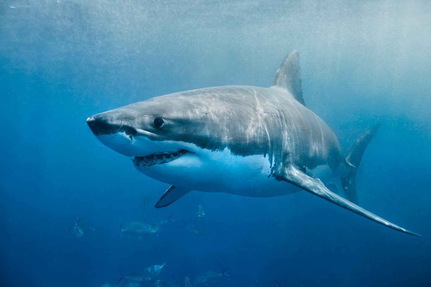 White Shark | NOAA Fisheries White Shark | NOAA Fisheries