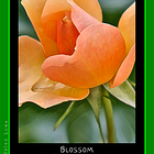 Four Archetype: Nature Octave