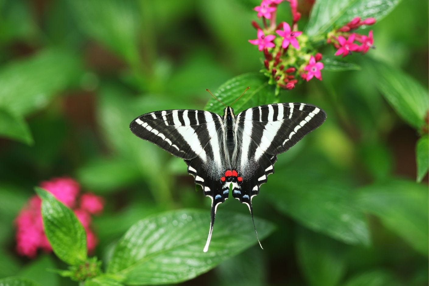 Zebra Swallowtail butterfly