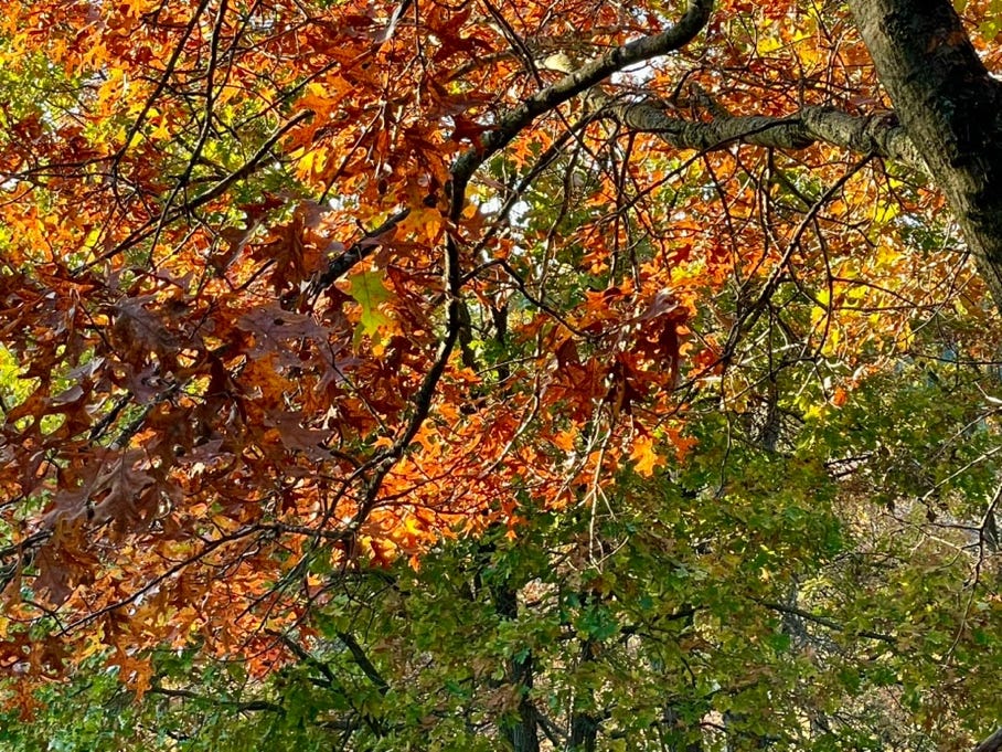 A tree with many leaves

Description automatically generated with medium confidence