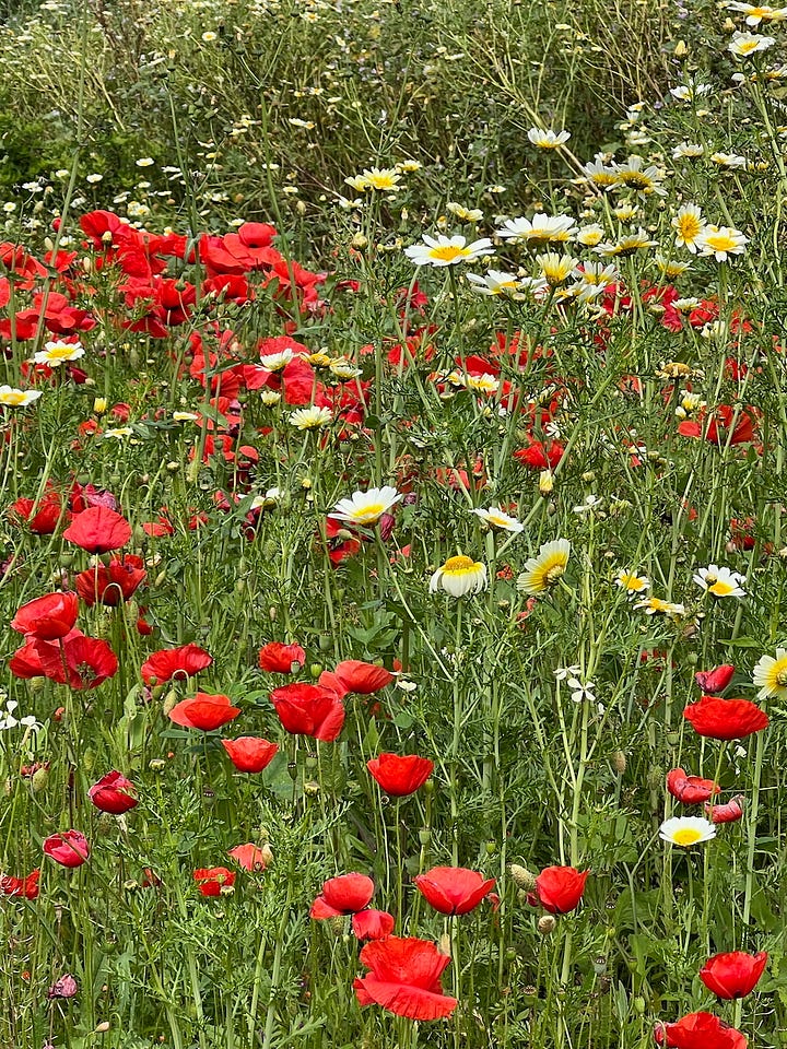 left: poppies and daisies in a field of wildflowers; right, jeans-clad legs with suede loafers, stretched out next to a river