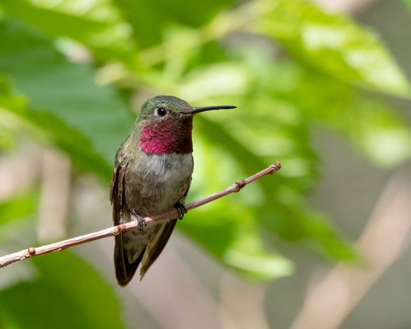 20250721-MillerCanyon-353-Edit.jpg 20250721-MillerCanyon-353-Edit.jpg