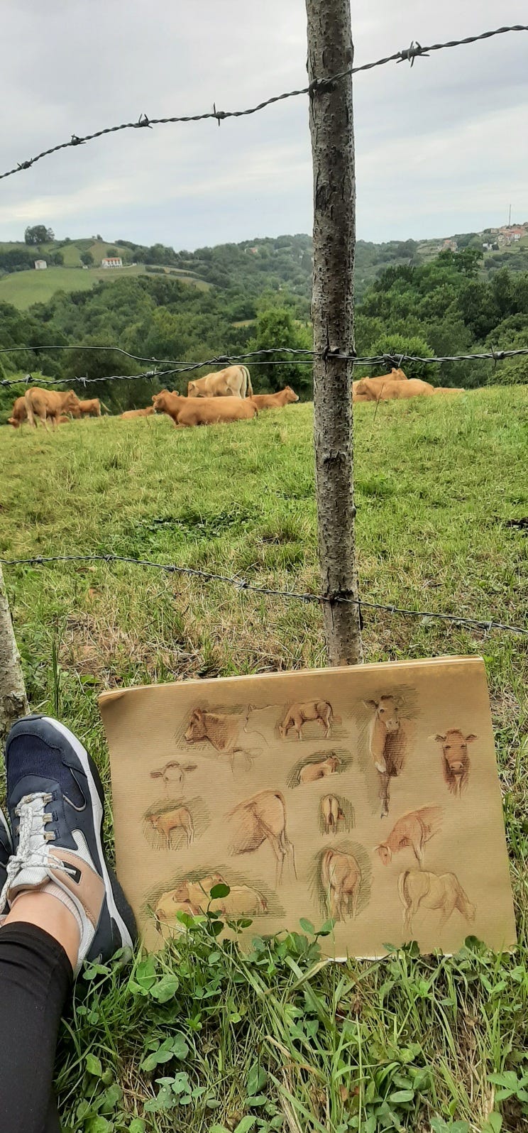Foot on grass, cowsketch, cows