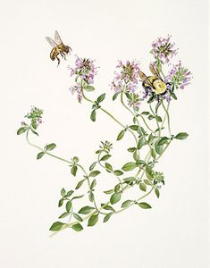 This contains an image of: Virtues and Pleasures of Herbs through History | Physic