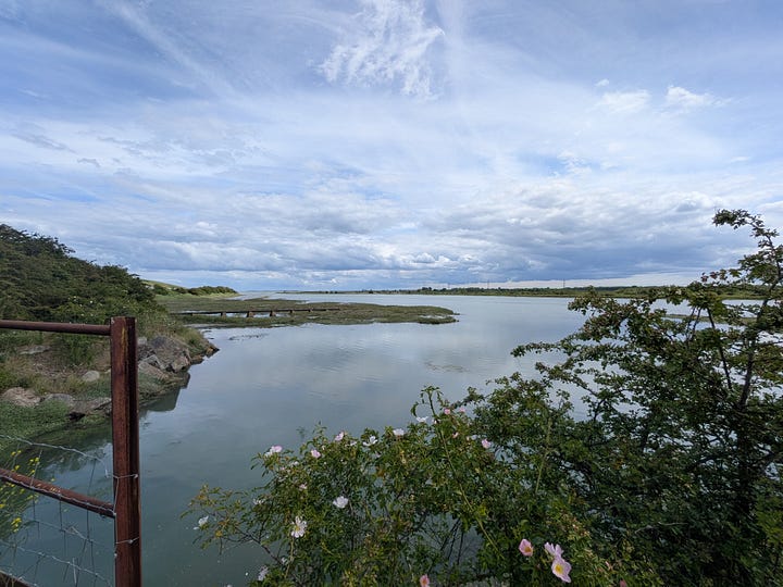 Photos of still water reflecting clouds, and marshy riverbanks overgrown with plants