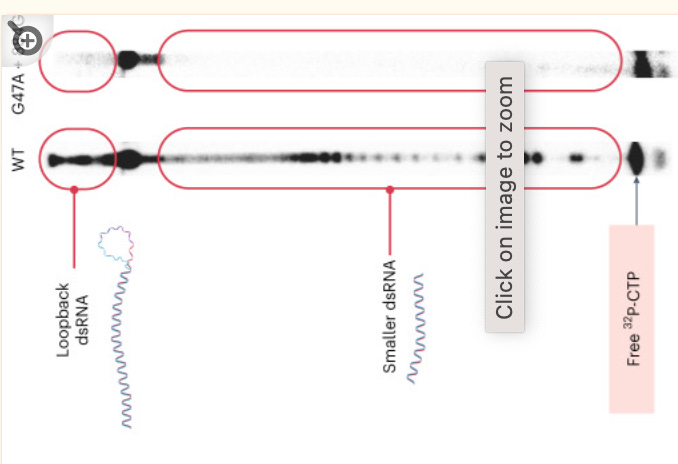 Flipping out over Strand Flipping