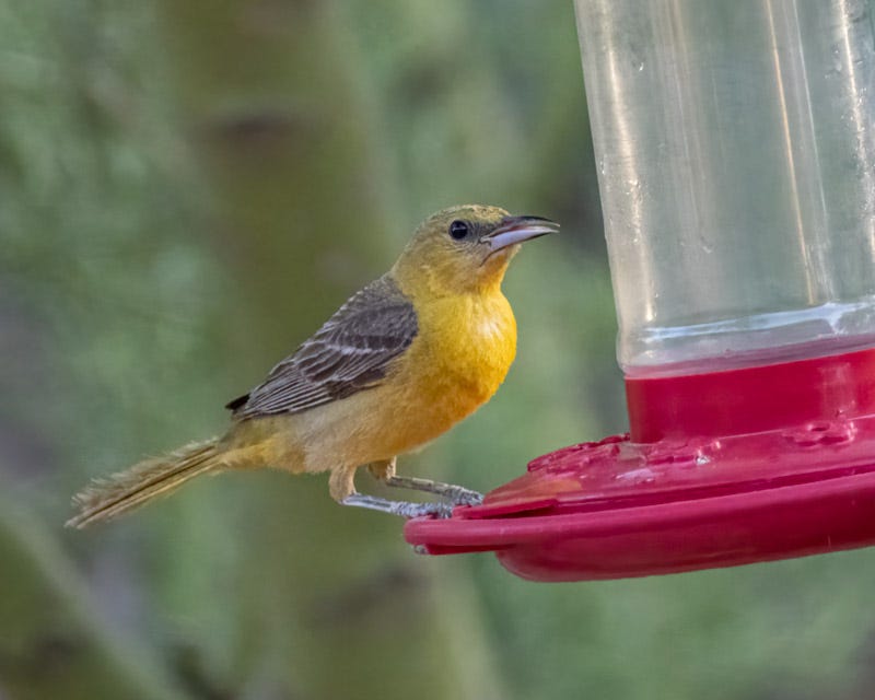 20250730-Sweetwater-30-Edit.jpg 20250730-Sweetwater-30-Edit.jpg