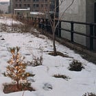 The Gift of the Magi