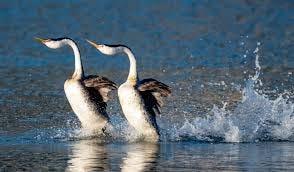 Grebes doing their mating dance ...