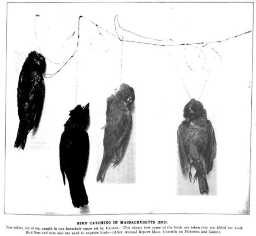 This image has an empty alt attribute; its file name is italian-bird-catching-in-massachusetts-1911.png This image has an empty alt attribute; its file name is italian-bird-catching-in-massachusetts-1911.png