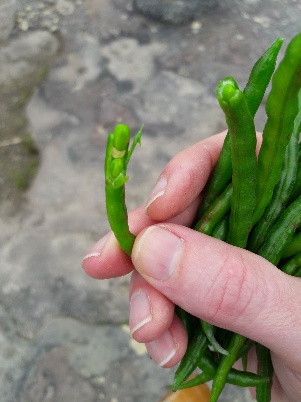 Acacia sophorae [pods 3 - South Head] sml.jpg