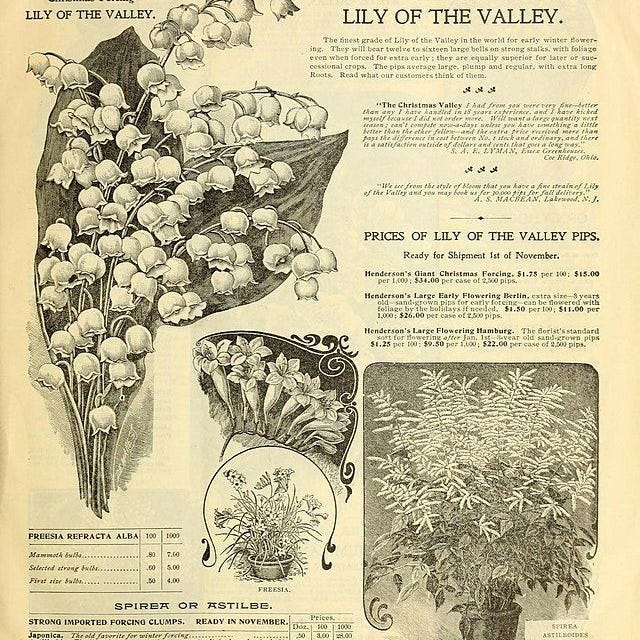 ✰ — a divina (des)proporção.