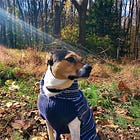 Why We Should Listen to the Voice of Dog 