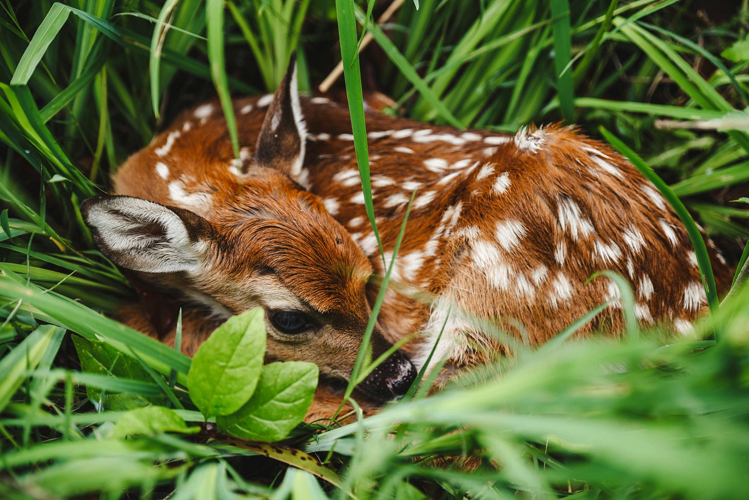A young fawn with white spots curled up on grass with head resting on back legs
