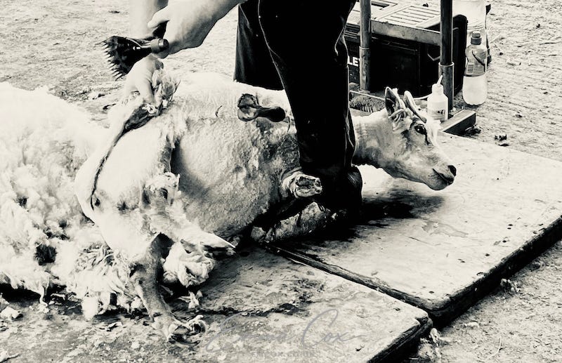 a sheep is lying on wooden boards as a shearer takes the fleece from its tail.