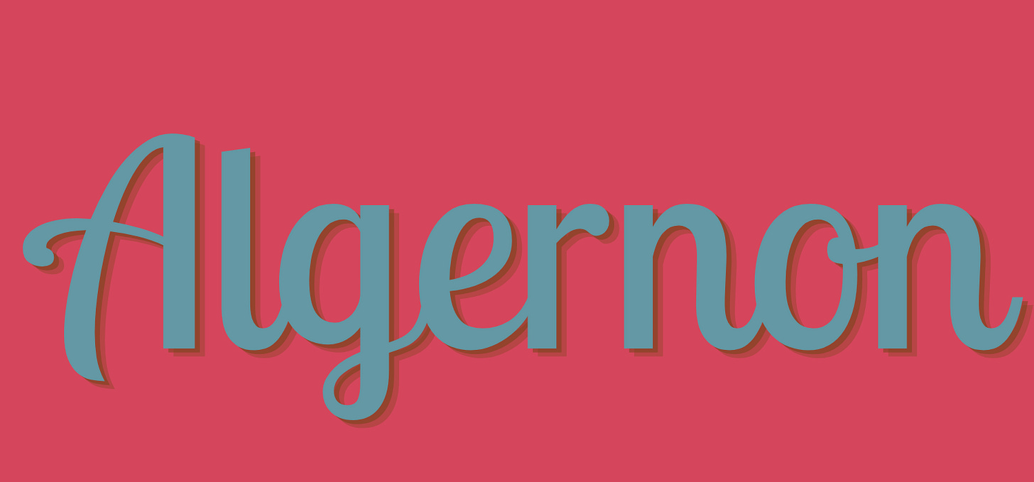 Algernon written in blue font on a dark pink backrgound