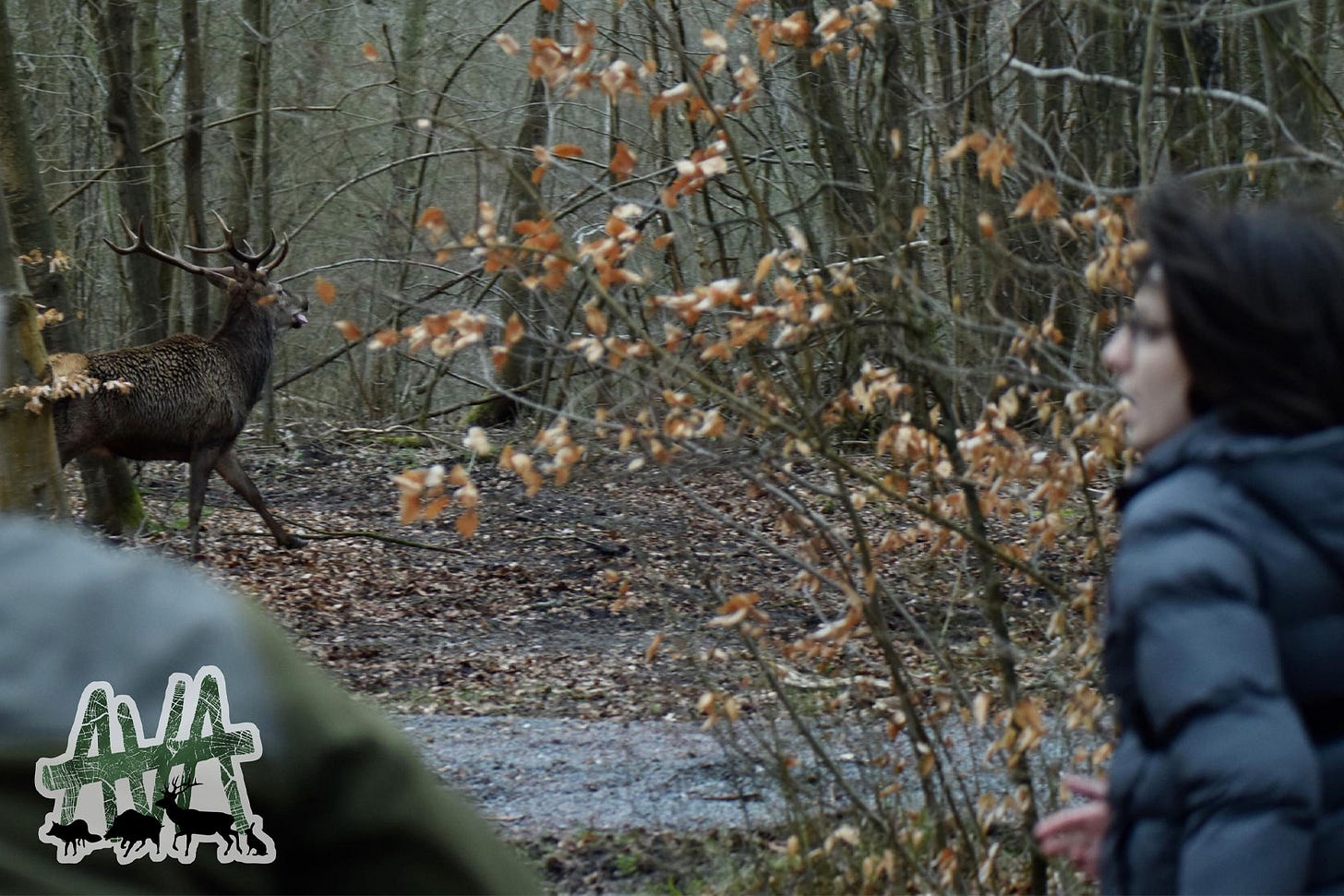 A saboteur watches on as a stag passes through the forest ahead.