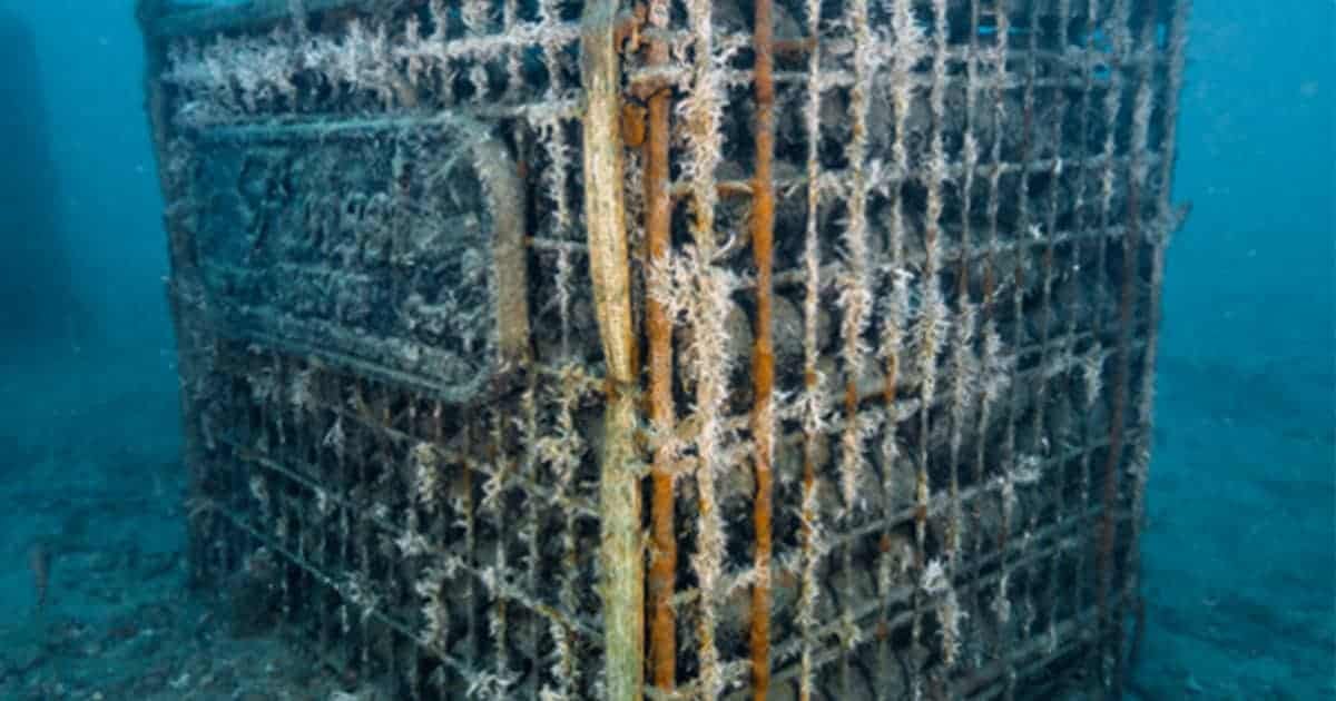 Special wines aged under water: five sea wine cellars created on the seabed  - Vinhood