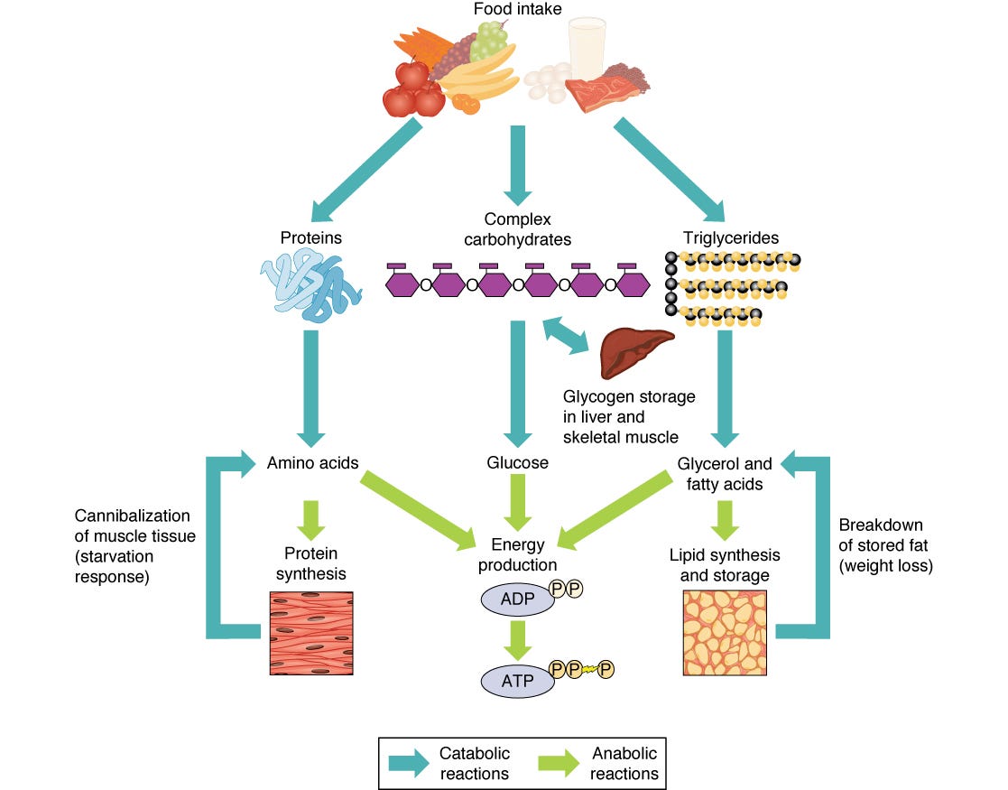 Connections of Carbohydrate, Protein, and Lipid Metabolic Pathways -  LabXchange