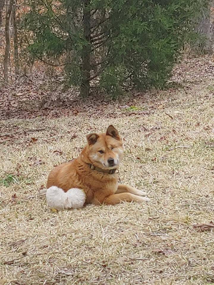 May be an image of dog