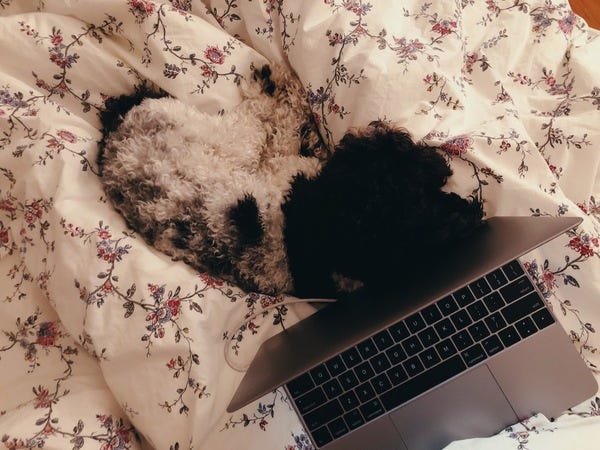 Dog and Laptop (2019)