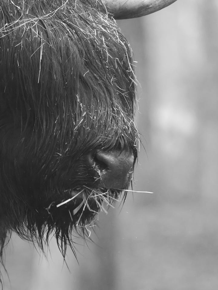 Dieren bij het Broake bos