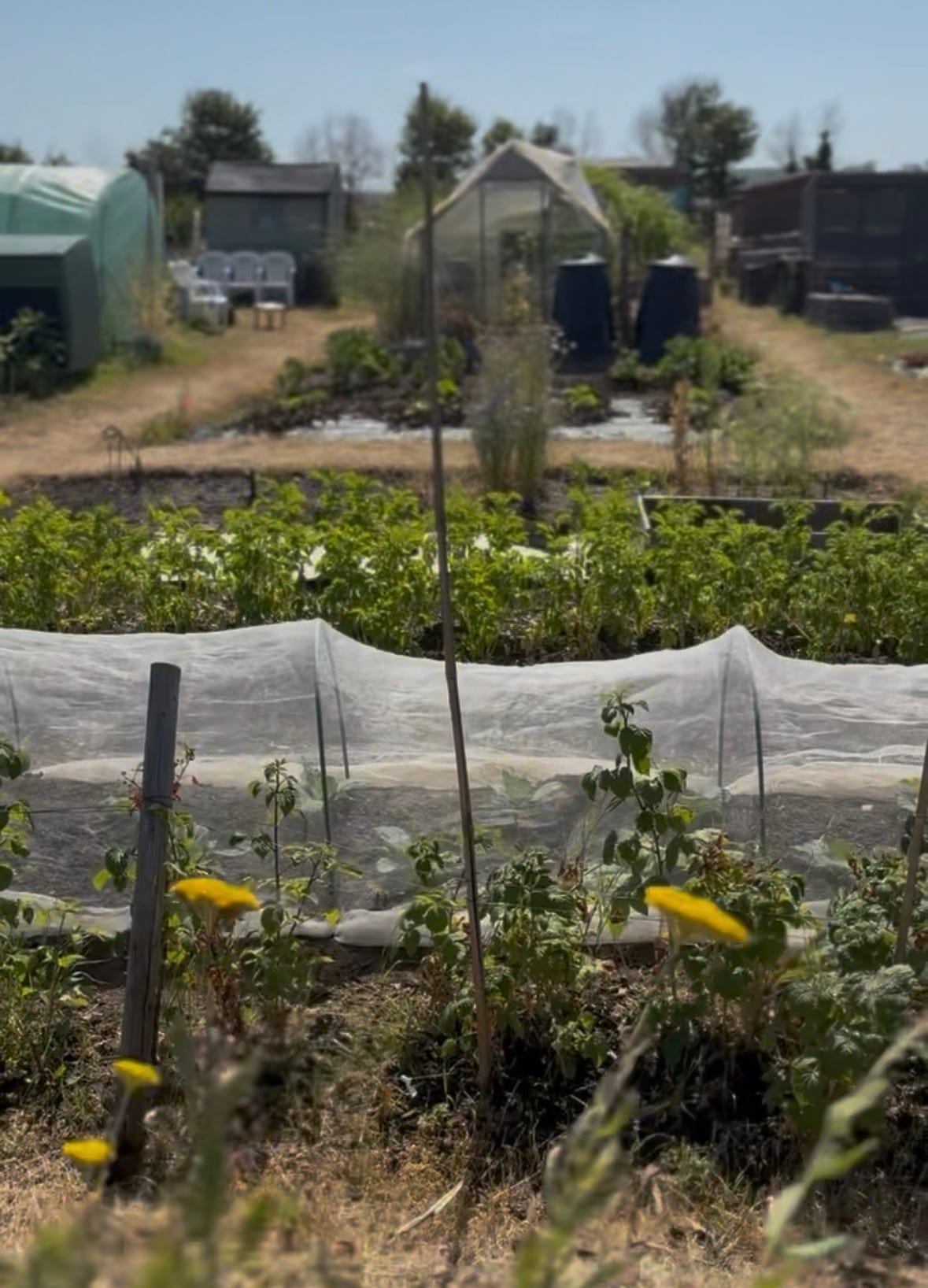 An image of an allotment in high summer, with rows of plants and a glasshouse in the distance. An image of an allotment in high summer, with rows of plants and a glasshouse in the distance.