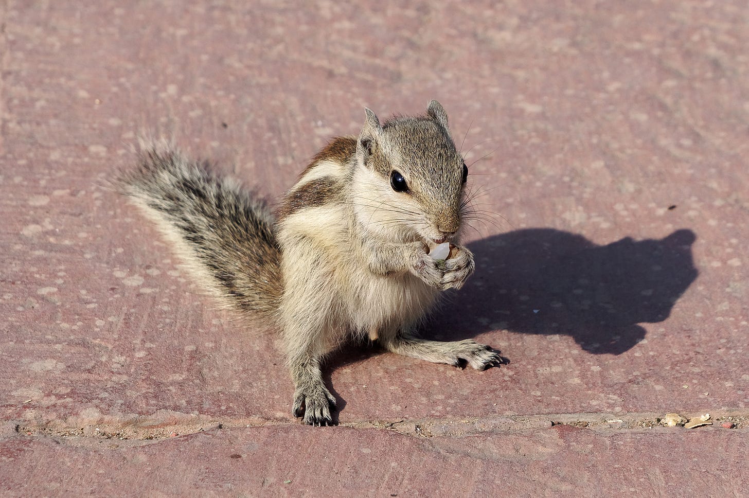 Cute and on the loose: a history of Perth Zoo’s squirrels Cute and on the loose: a history of Perth Zoo’s squirrels