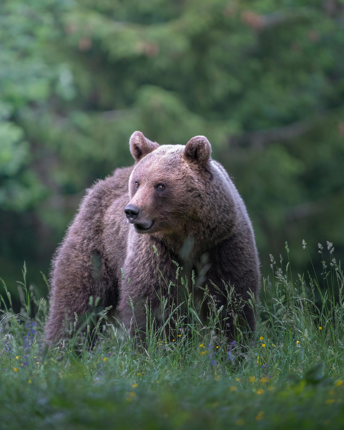 slovenia brown bear