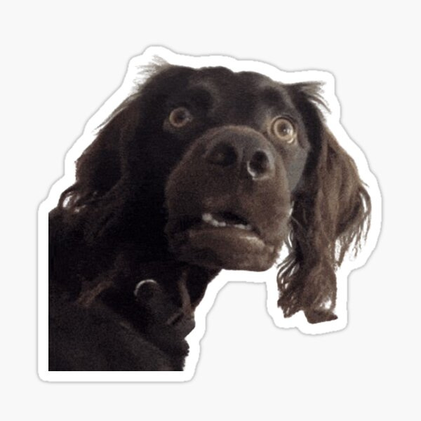 Pegatinas: Meme De Perro Sorprendido | Redbubble
