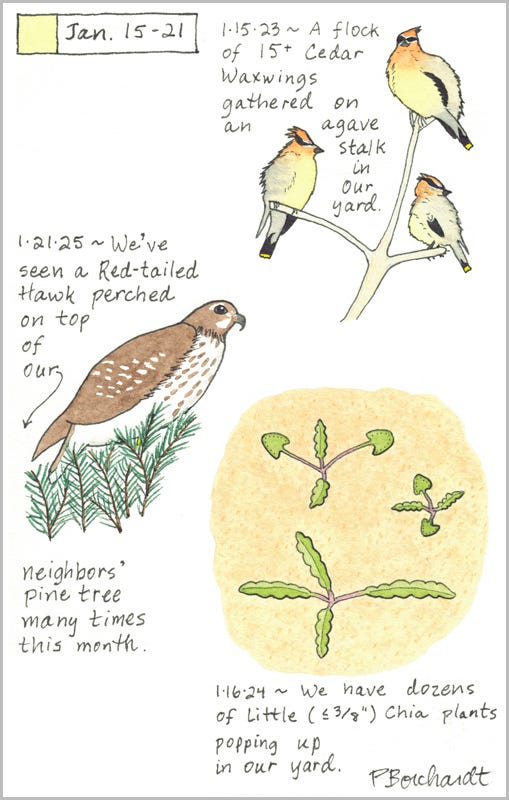 Perpetual Journal, week of Jan. 15-21: Red-tailed Hawk (2025); Little Chia Plants (2024); Cedar Waxwings (2023) Perpetual Journal, week of Jan. 15-21: Red-tailed Hawk (2025); Little Chia Plants (2024); Cedar Waxwings (2023)