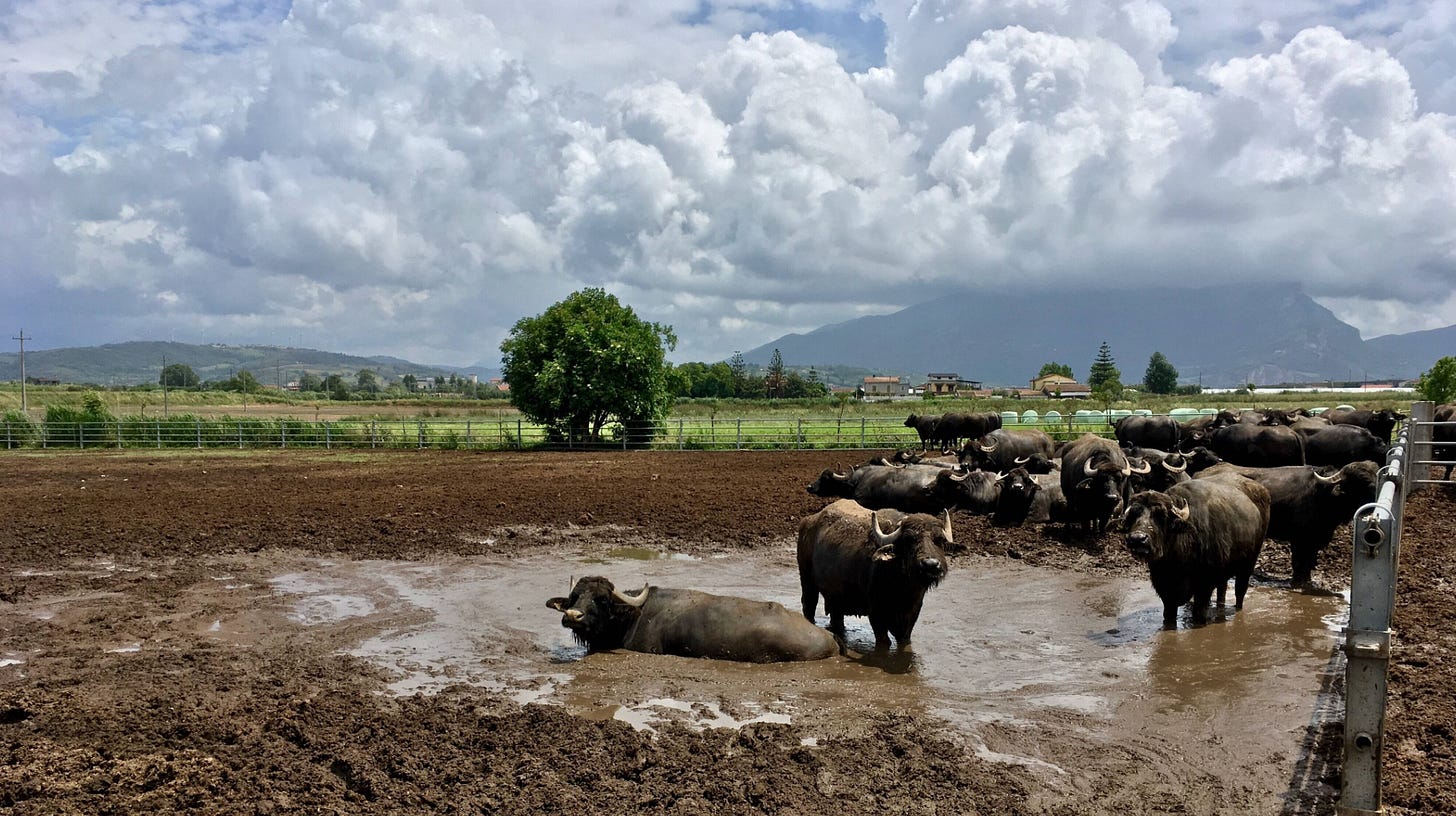 water buffalo in the plains in Italy