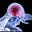 Shifan Ahmed's avatar