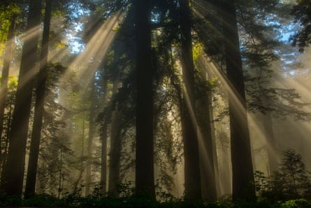 Beams of sunlight breaking through the trees of a redwood forest in Northern California and creating a ghostly effect. 
