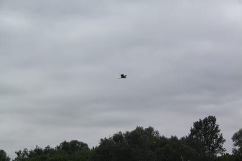 Pictures of cranes and the flooded fields in Lonjsko Polje Nature Park in Croatia