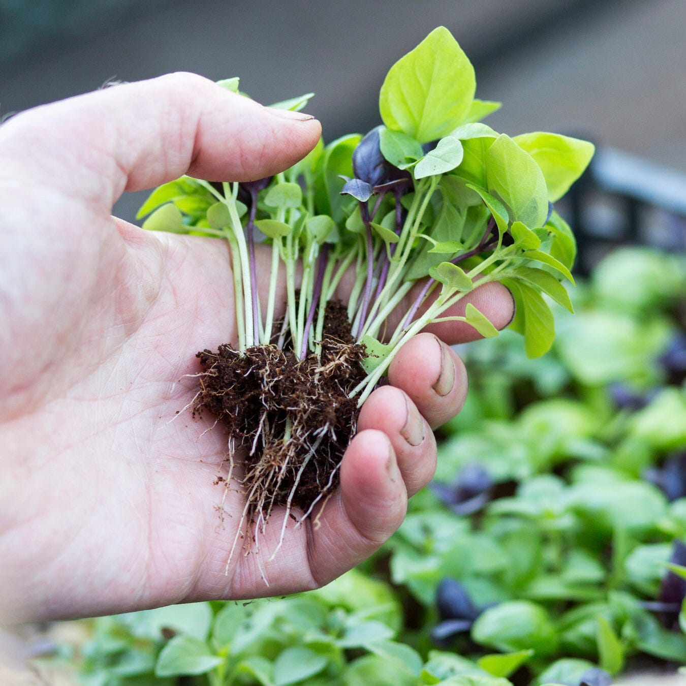 How to grow micro basil - it's easy, low cost and tastes amazing!