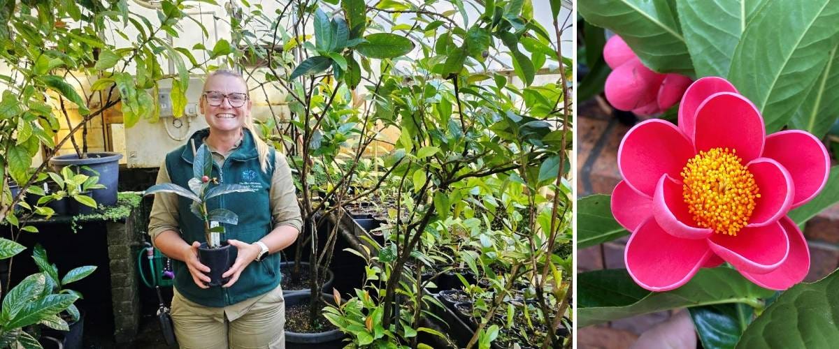 Camellia amplexicaulus at Mt Tomah Botanic Garden Camellia amplexicaulus at Mt Tomah Botanic Garden