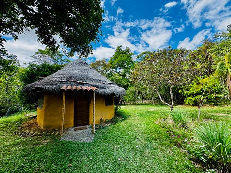 various nature scenes in photos from Amazon jungle in Peru. Earthen hut, Blue Morpho Butterfyle, Green Jungle Frog, crystal clear water at the bottom of a waterfall, giant tree with large roots exposed above ground.
