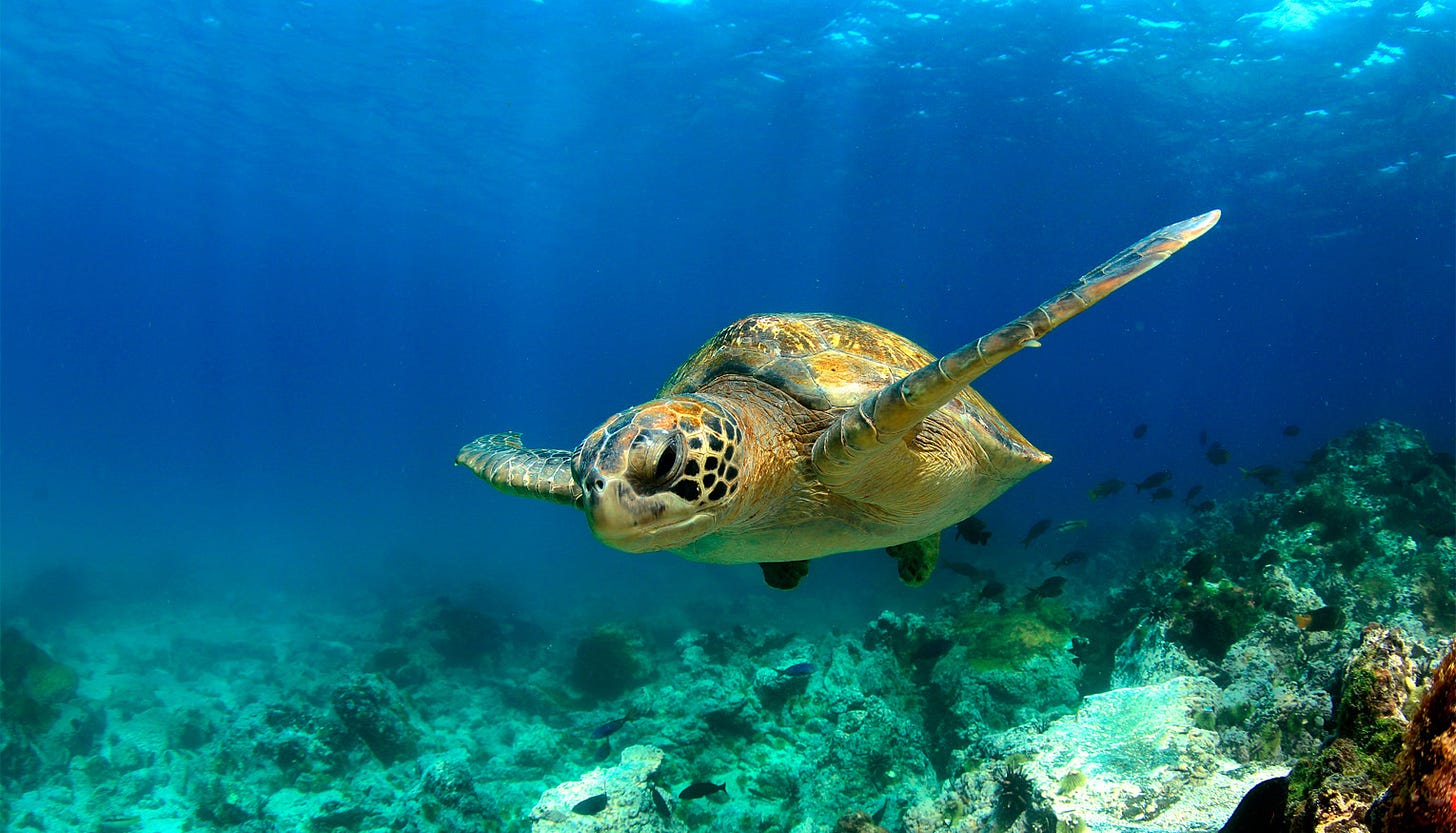 Galapagos Cruises, Galapagos Islands Cruise Deals, Galapagos Cruise Sales