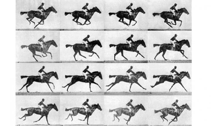 Muybridge's horse: a story of anatomy in action ...
