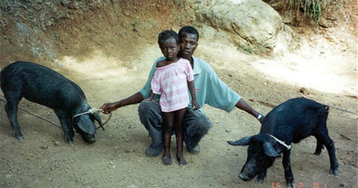 Haiti's Creole Pigs | WBEZ Chicago